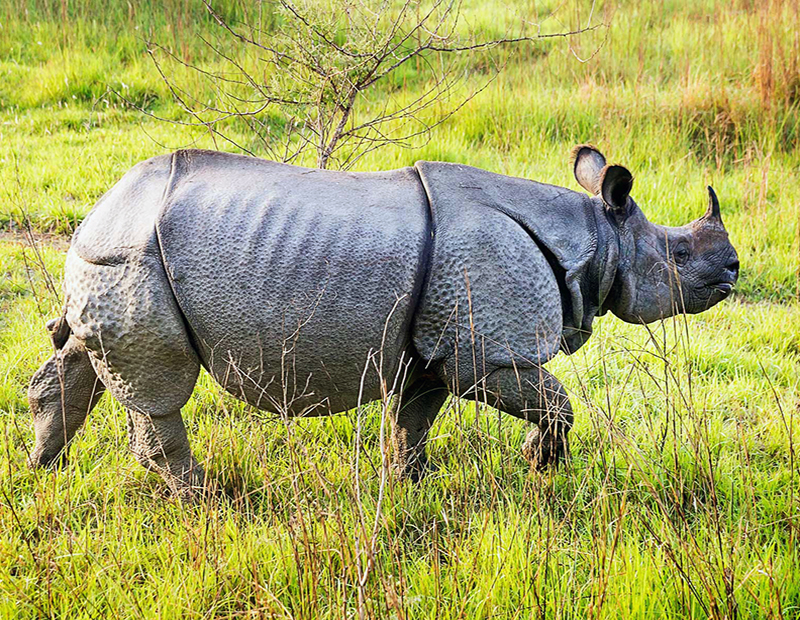 Chitwan Lumbini Bardai Tour