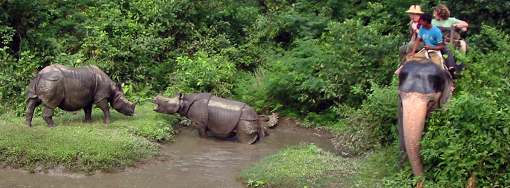 Elephant Safari Tour