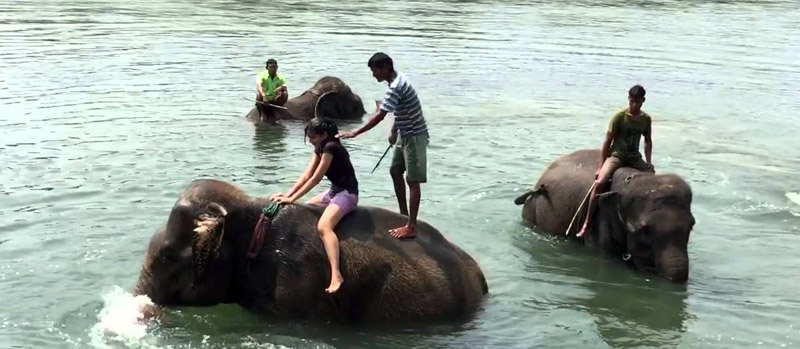 Elephant Bathing