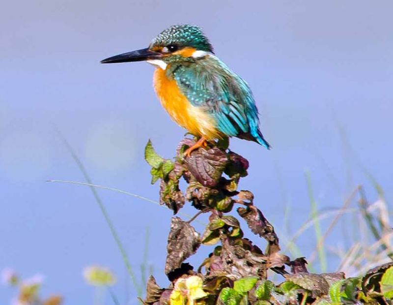 Bird Watching Tour in Kathmandu Valley