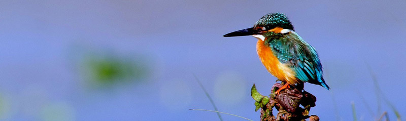 Bird Watching in Nepal