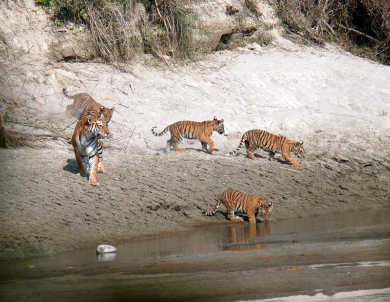 Temples and Tiger Tour